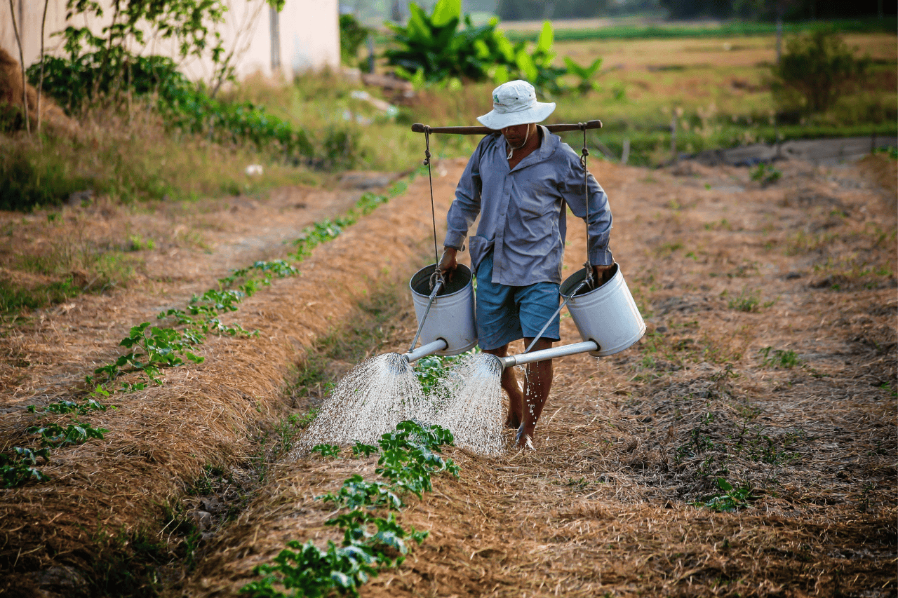 A farmer in the field watering plants